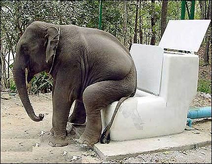 http://trotirider.com/forum/userimages/4/toilette-elephant.jpg