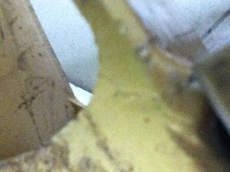 http://trotirider.com/forum/userimages/5/IMG-0573.JPG