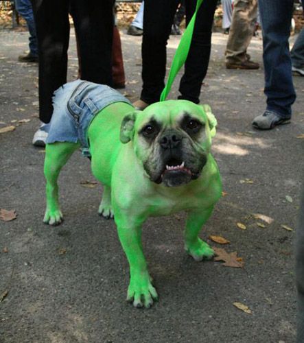 http://trotirider.com/forum/userimages/6/chien-costume-hulk.jpg